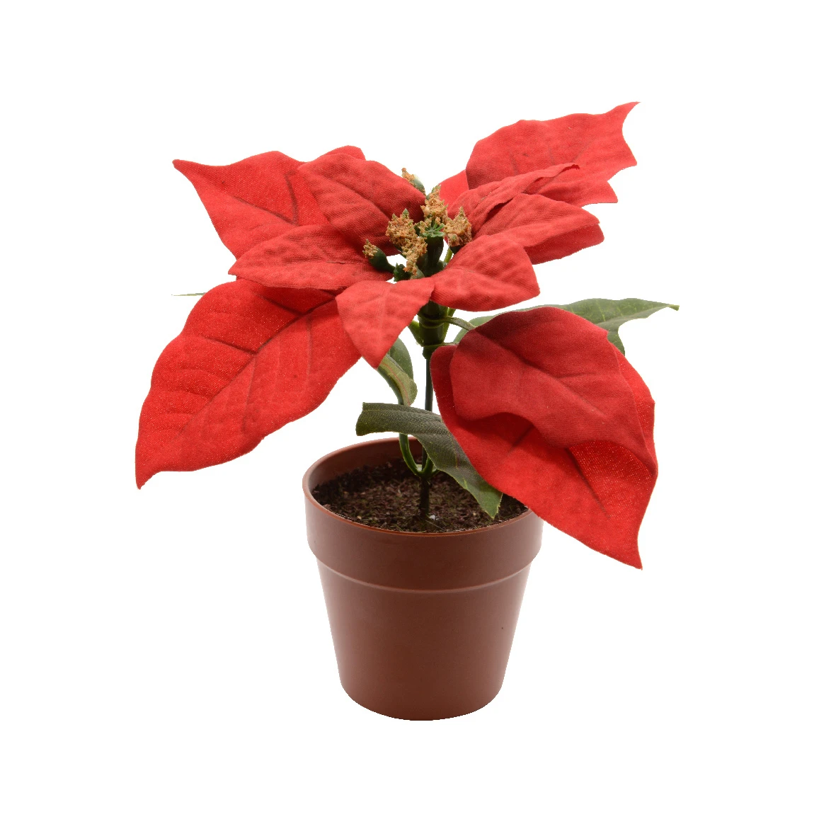 Vasetto Poinsetia 14cm 1 Vasetto Poinsetia 14cm
