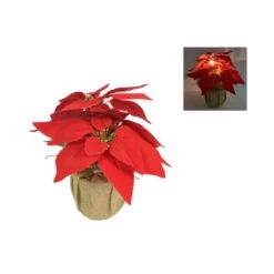 Piantina Stella Di Natale Con LED 25cm